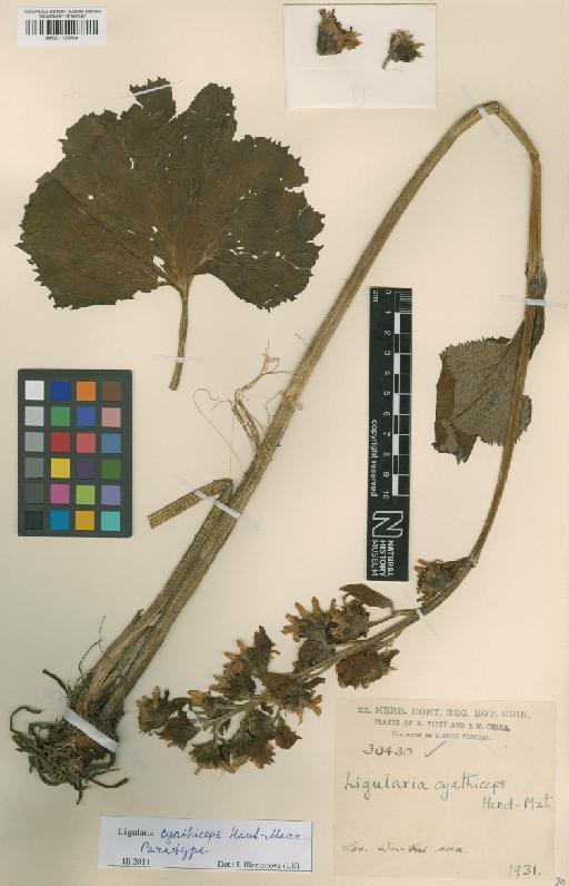 Ligularia cyathiceps Hand.-Mazz. - BM001125704