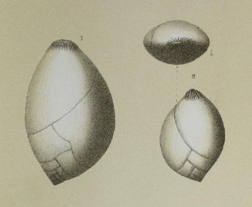 Polymorphina ovata Perner, 1892 - ZF2149_72_8_Guttulina_ovata.jpg