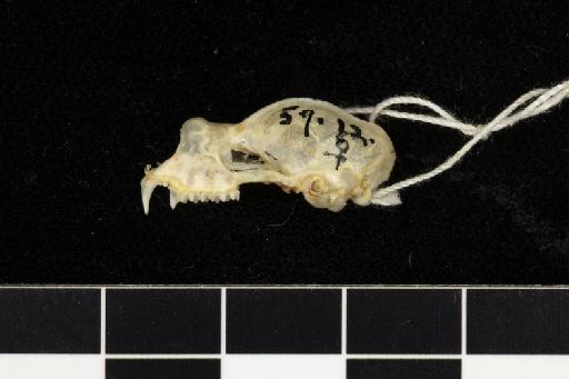 Rhinolophus arcuatus proconsulis Hill, 1959 - 1959_12-Rhinolophus_arcuatus_proconsulis-Holotype-Skull-lateral