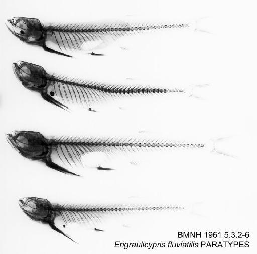 Engraulicypris fluviatilis Whitehead, 1962 - BMNH 1961.5.3.2-6 - Engraulicypris fluviatilis PARATYPES Radiograph