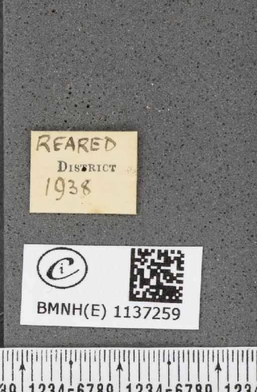 Neozephyrus quercus (Linnaeus, 1758) - BMNHE_1137259_label_94695