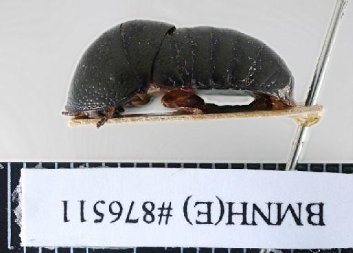 Perisphaeria inaequalis Hanitsch, 1931 - Perisphaeria inaequalis Hanitsch, 1931, female, holotype, lateral. Photographer: Aging Wang. BMNH(E)#876511