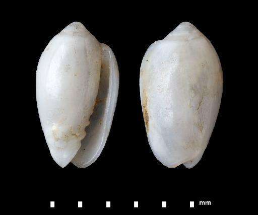 Marginella epigrus Reeve, 1865 - 1853.4.11.141-148A