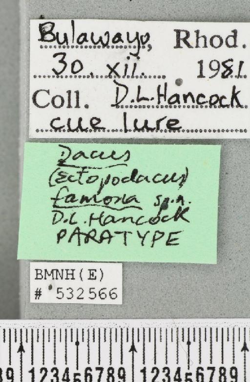 Dacus (Dacus) famona Hancock, 1985 - BMNHE_532566_label_37812