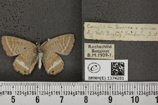 Lampides boeticus (Linnaeus, 1767) - BMNHE_1374281_167620