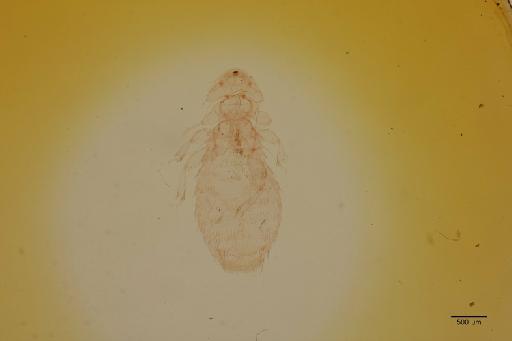 Amyrsidea (Argimenopon) lativulvata Piaget, 1880 - 010711044_specimen