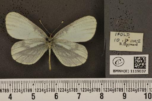 Leptidea sinapis sinapis Linnaeus, 1758 - BMNHE_1119037_74211