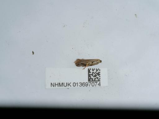 Crassa tinctella Hübner, 1796 - 013697074_2