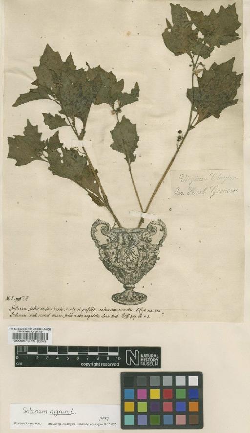 Solanum nigrum L. - BM000051819