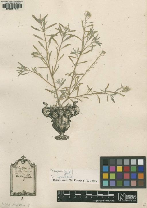 Alyssum halimifolium L. - BM000646290