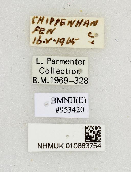 Bellardia Robineau-Desvoidy, 1863 - 010863754-Bellardia-labels