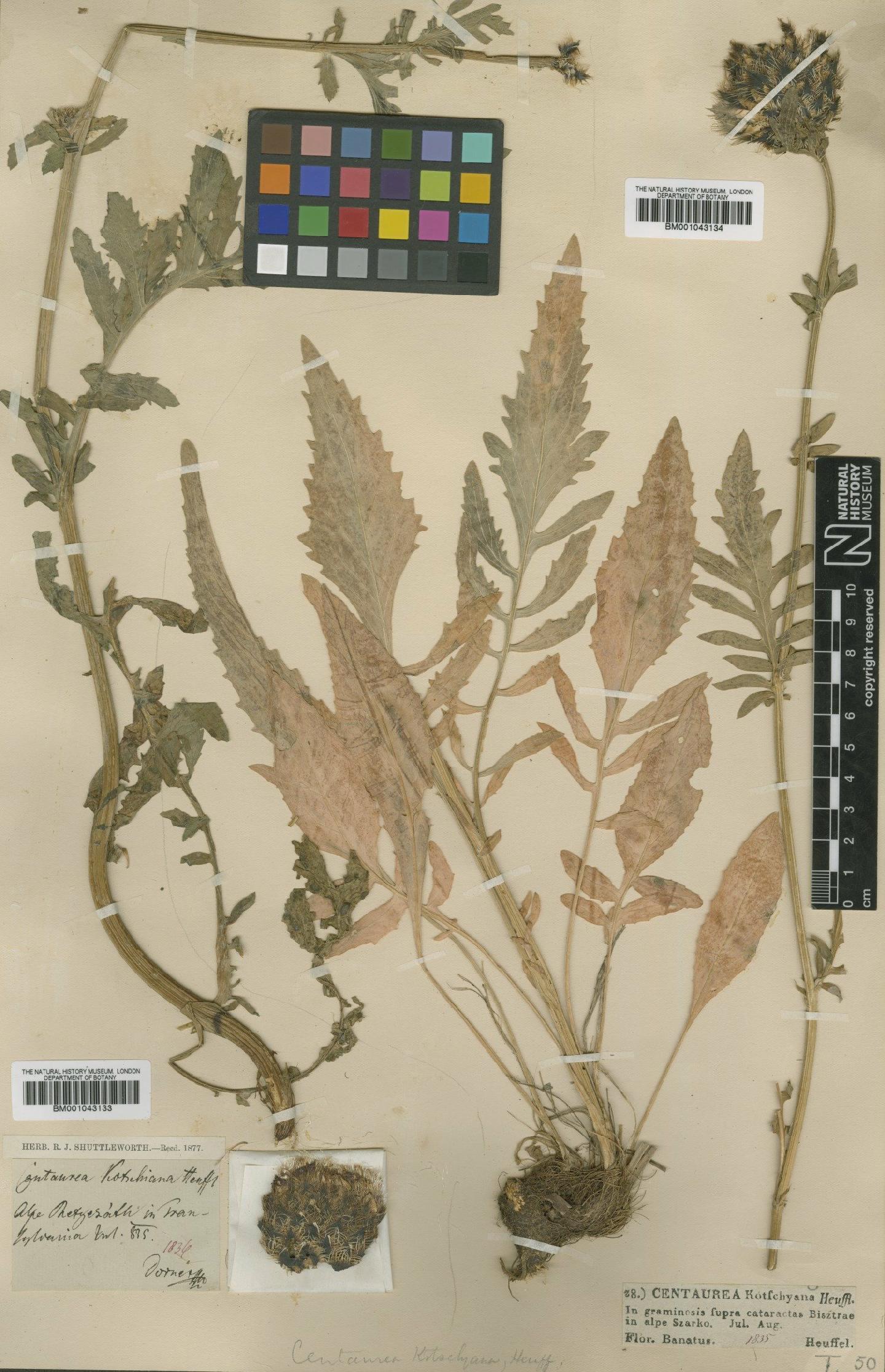 To NHMUK collection (Centaurea kotschyana Heuff.; Type; NHMUK:ecatalogue:1987275)
