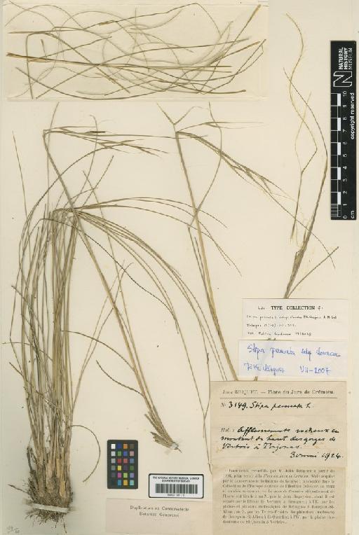 Stipa pennata subsp. slovaka F.M.Vázquez & M.Gut. - BM001191178