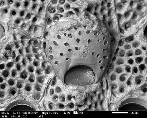 Hippoporina pertusa (Esper, 1796) - Hippoporina_pertusa_pdt23858