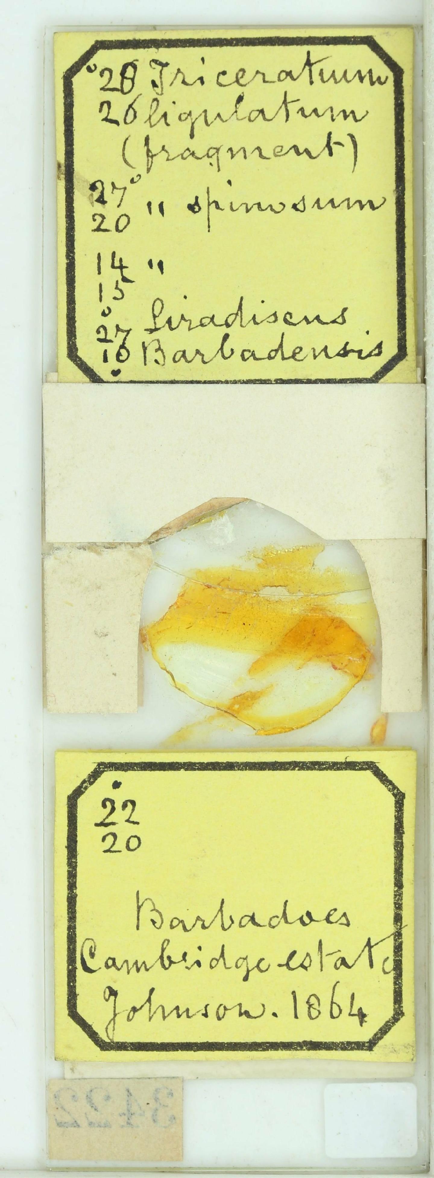 To NHMUK collection (Hemiaulus robustus Grev.; Holotype; NHMUK:ecatalogue:4740787)