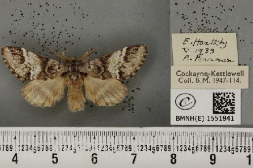 Drymonia dodonaea ab. intermedia Schawerda, 1916 - BMNHE_1551841_243035