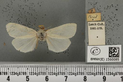 Laelia coenosa (Hübner, 1808) - BMNHE_1560085_254507