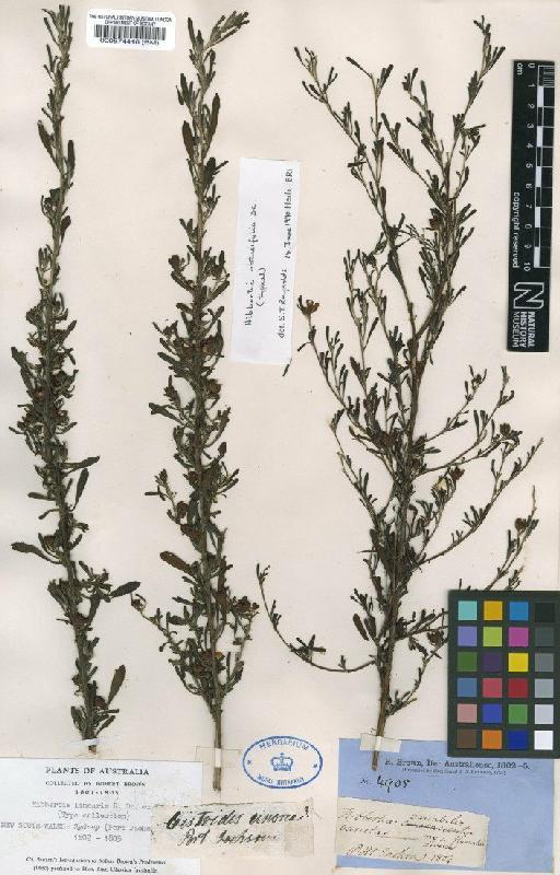 Hibbertia obtusifolia DC. - BM000574416