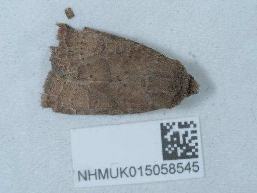 Hoplodrina octogenaria ab. implexa Stephens, 1829 - 015058545_2