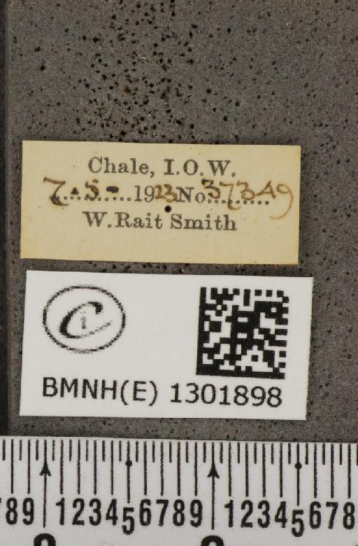 Polyommatus icarus icarus (Rottemburg, 1775) - BMNHE_1301898_label_136894