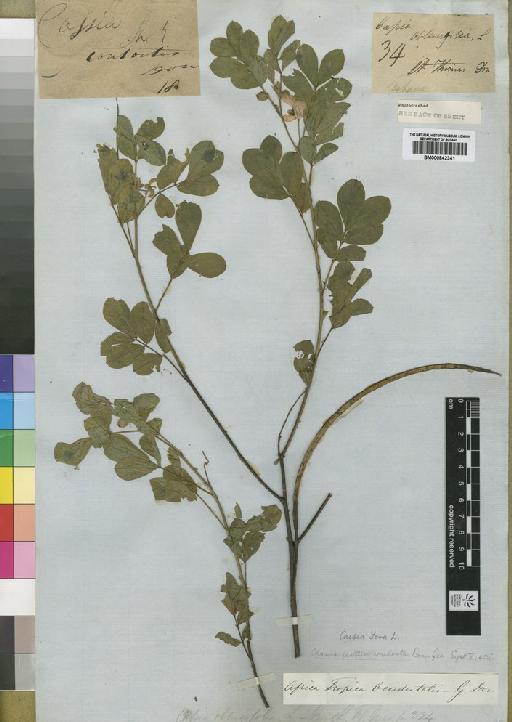 Cassia obtusifolia L. - BM000842341
