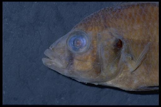 Haplochromis loati Greenwood, 1971 - Haplochromis loati; 1966.9.13.12-21