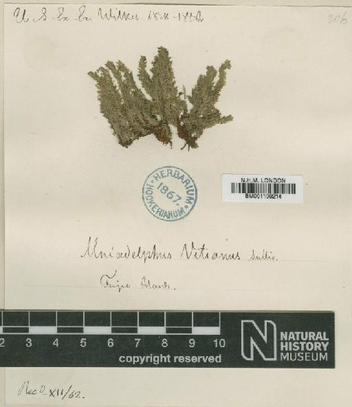 Distichophyllum vitianum (Sull.) Mitt. - BM001109214