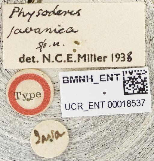 Physoderes javanica Miller, N.C.E., 1940 - Physoderes javanica-BMNH(E)1706244-Holotype female labels UCR_ENT 00018537