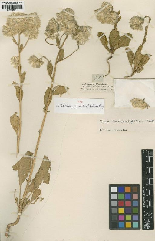 Ptilotus auriculifolius F.Muell. - BM000895561