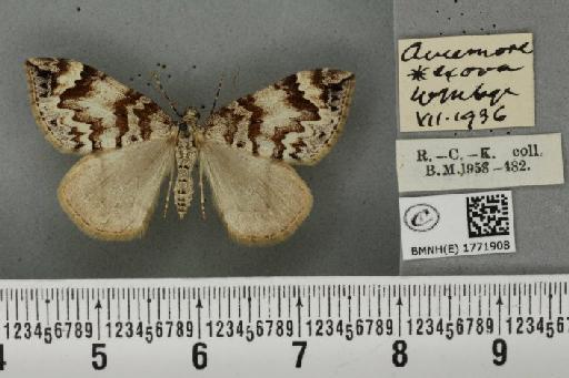 Dysstroma citrata citrata ab. krassnojarscensis Fuchs, 1899 - BMNHE_1771908_352041