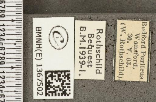 Carterocephalus palaemon (Pallas, 1771) - BMNHE_1367502_label_176532