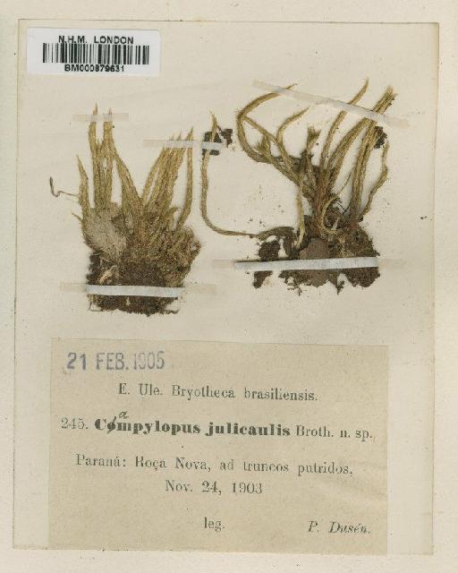 Campylopus julicaulis Broth. - BM000879631