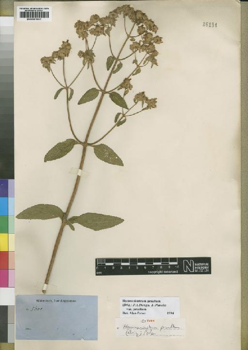 Haumaniastrum praealtum var. praealtum (Briq) P.A.Duvign. & Plancke - BM000910041