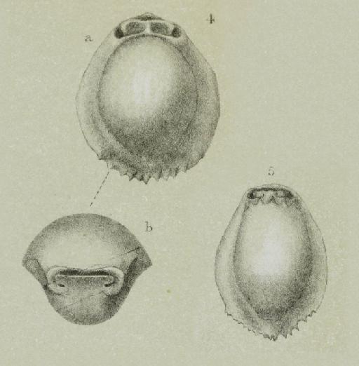 Biloculina ringens var. denticulata Brady, 1884 - ZF1162_3_5_Pyrgo_denticulata.jpg