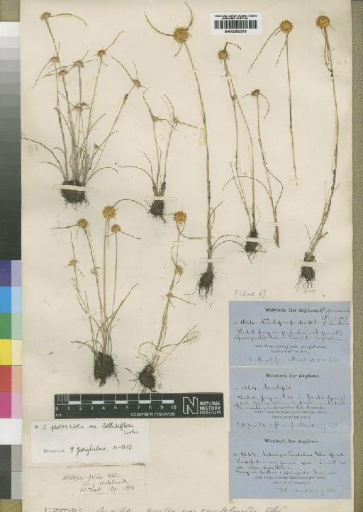 Ascolepis protea var. bellidiflora Welw. - BM000922676