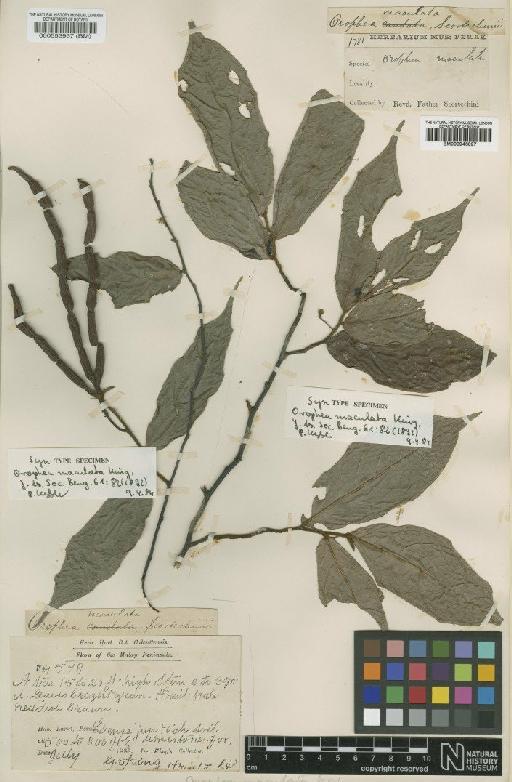 Orophea maculata King - BM000946097