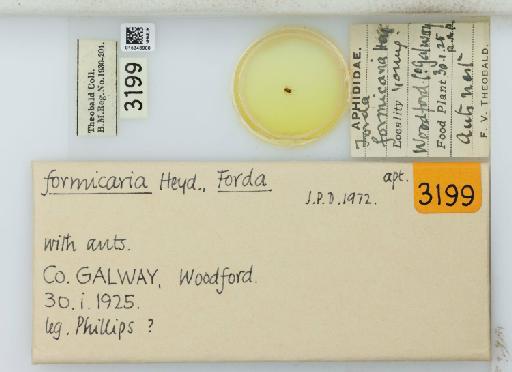 Forda formicaria von Heyden, C., 1837 - 015348900_113019_1094301_157673_NoStatus