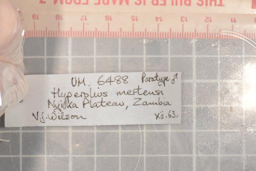 Hyperolius quinquevittatus mertensi (Poynton, 1964) - Image of specimen 1965.821