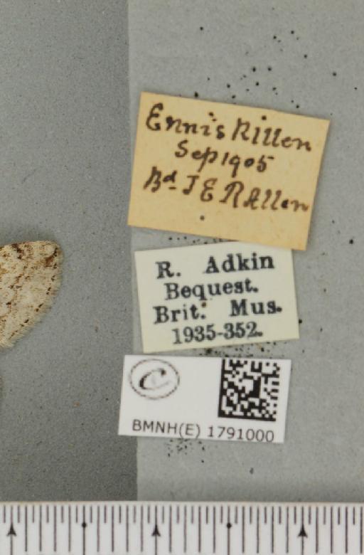 Epirrita autumnata ab. tangens Lempke, 1950 - BMNHE_1791000_label_361132