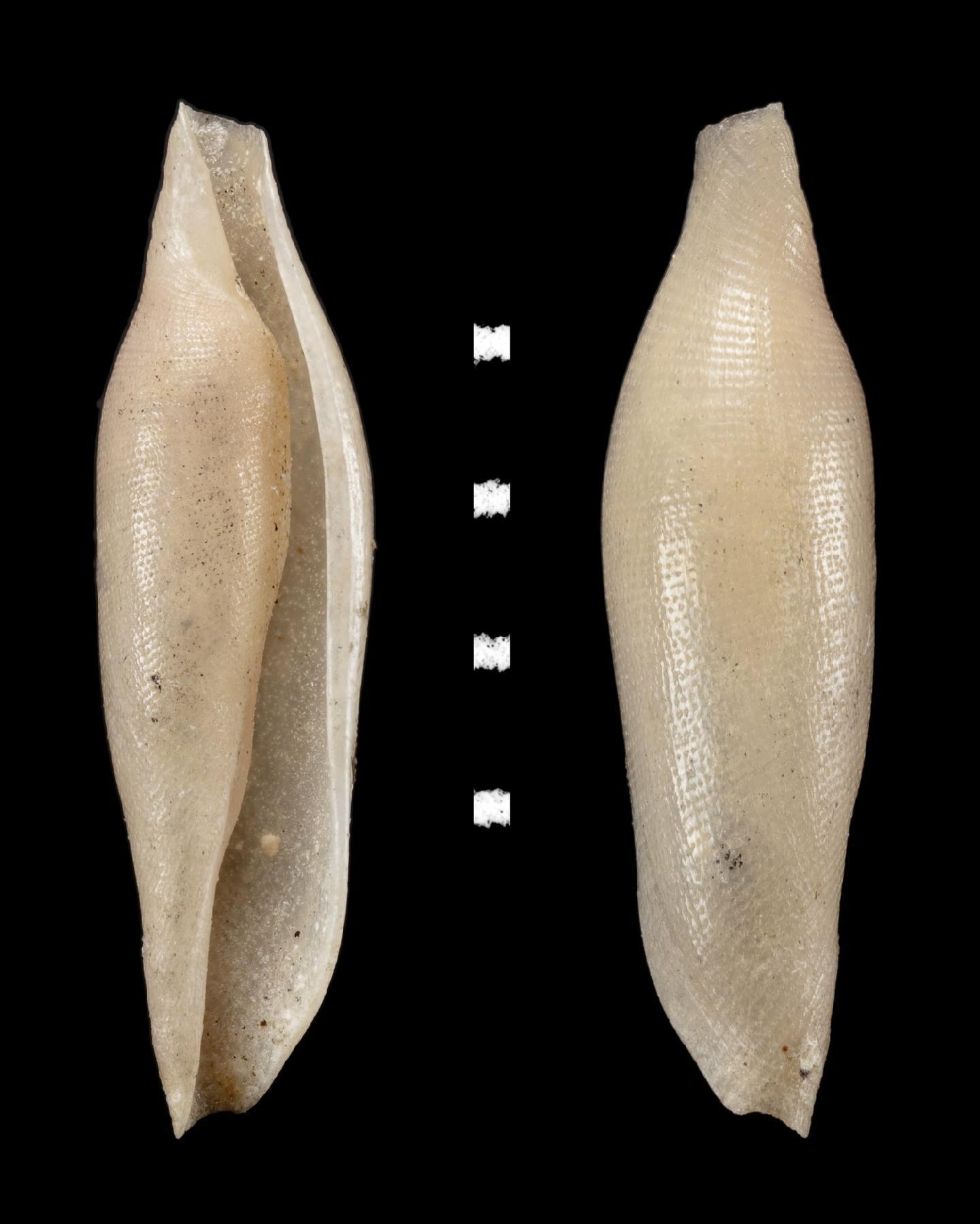 To NHMUK collection (Ovulum coarctatum G. B. Sowerby II, 1848; HOLOTYPE; NHMUK:ecatalogue:2723493)