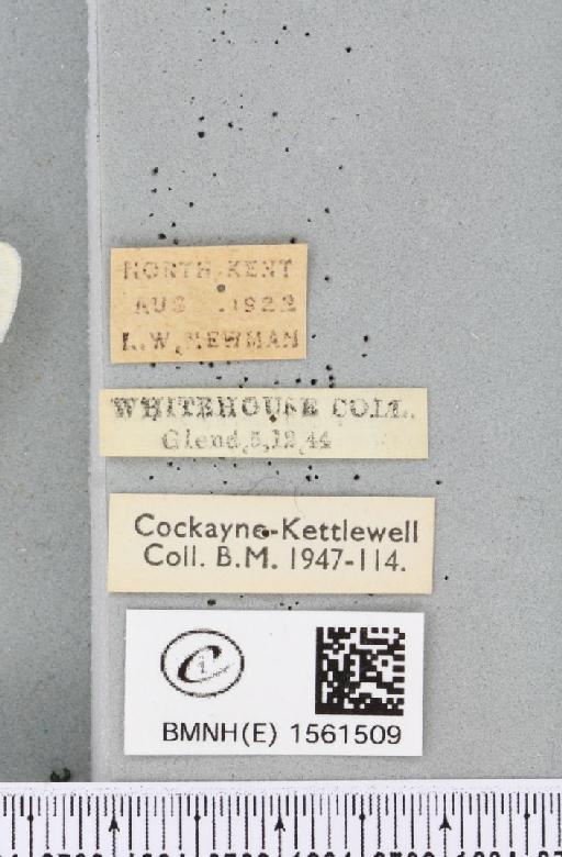 Leucoma salicis (Linnaeus, 1758) - BMNHE_1561509_label_251127