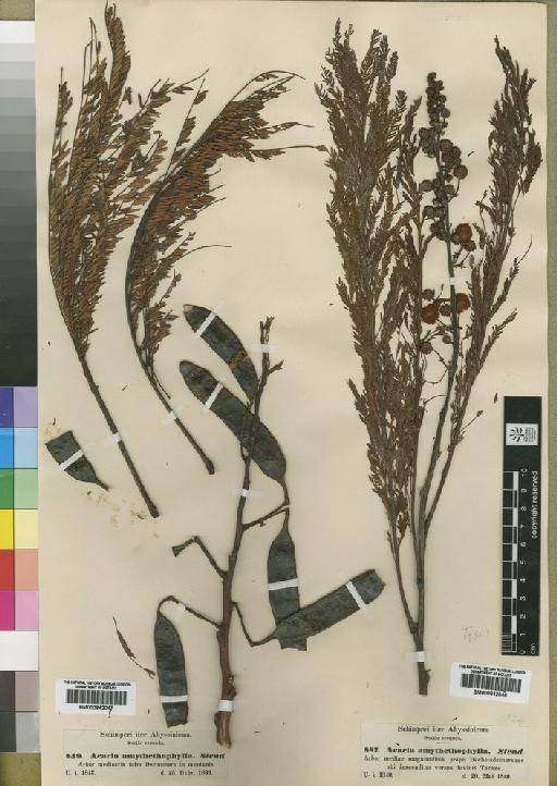 Acacia amythethophylla Steud. ex A.Rich. - BM000842047