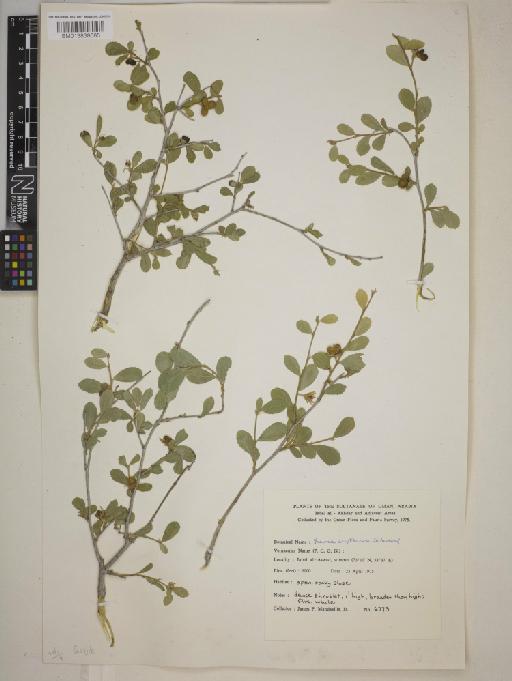 Grewia erythraea - BM013838685