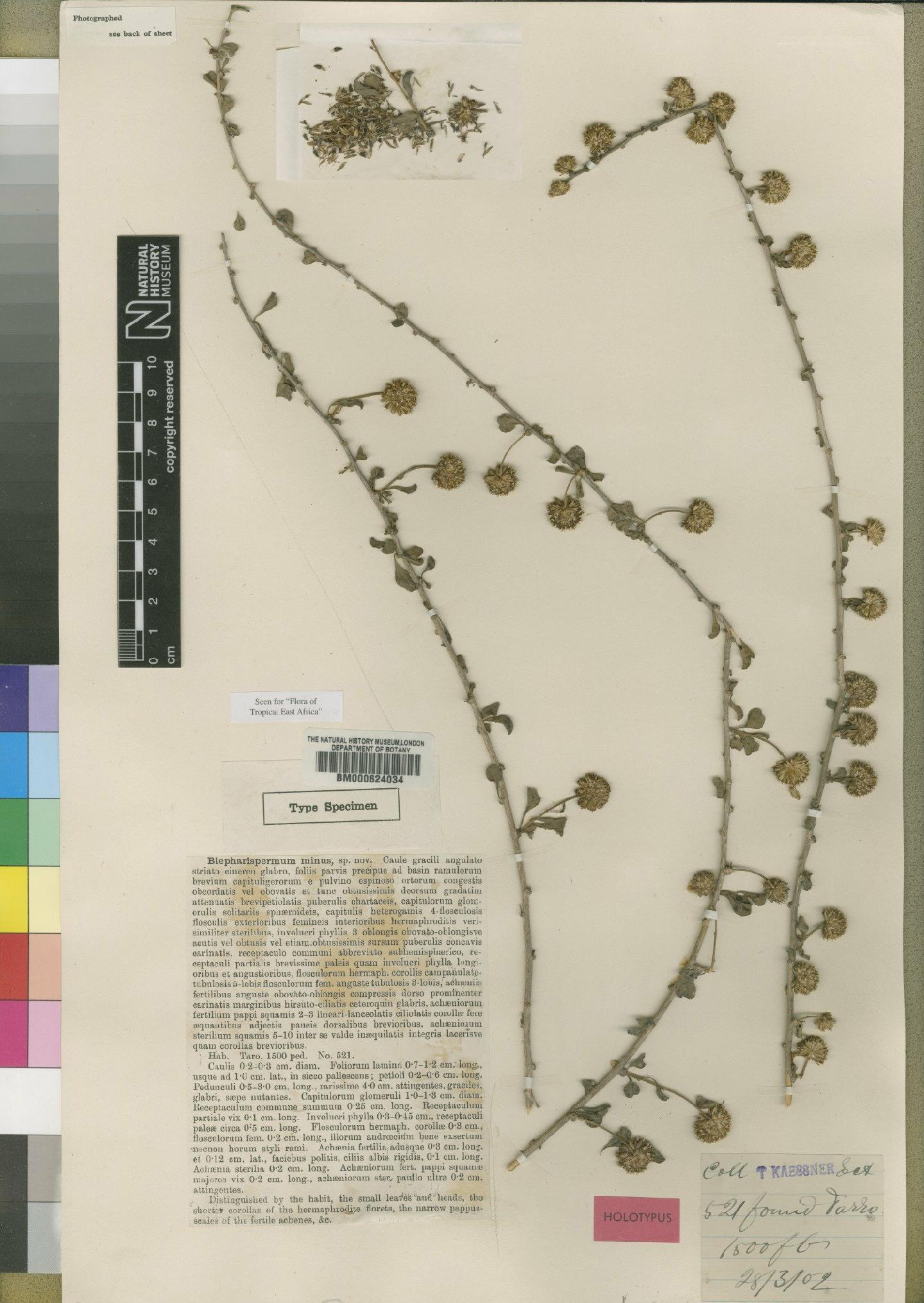 To NHMUK collection (Blepharispermum minus Moore; Holotype; NHMUK:ecatalogue:4528655)