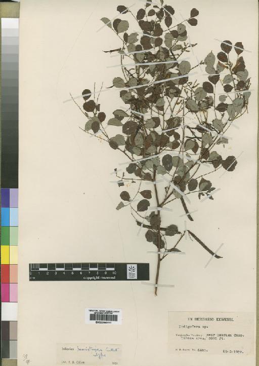 Indigofera paucistrigosa Gillett - BM000843111
