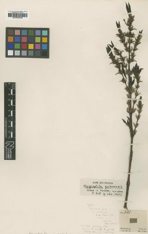 Hygrophila guianensis Nees - BM000992449