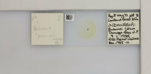 Helionothrips priesneri Wilson, 1975 - 013549328_833504_1610077_161184_NonType