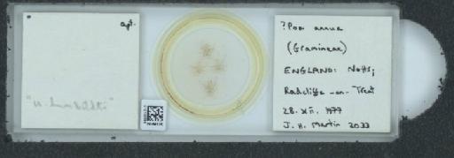 Utamphorophora humboldti Essig, 1941 - 010100258_112831_1096710
