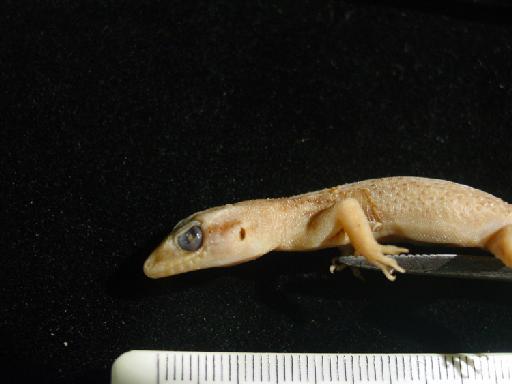 Hemidactylus brookii angulatus - Hemidactylus stellatus 1862.5.20.8 003.JPG