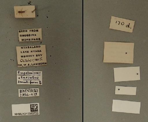 Arachnophaga (Parasolindenia) tarsata (Waterston, 1916) - Merostenus tarsatus 010353720  F labels